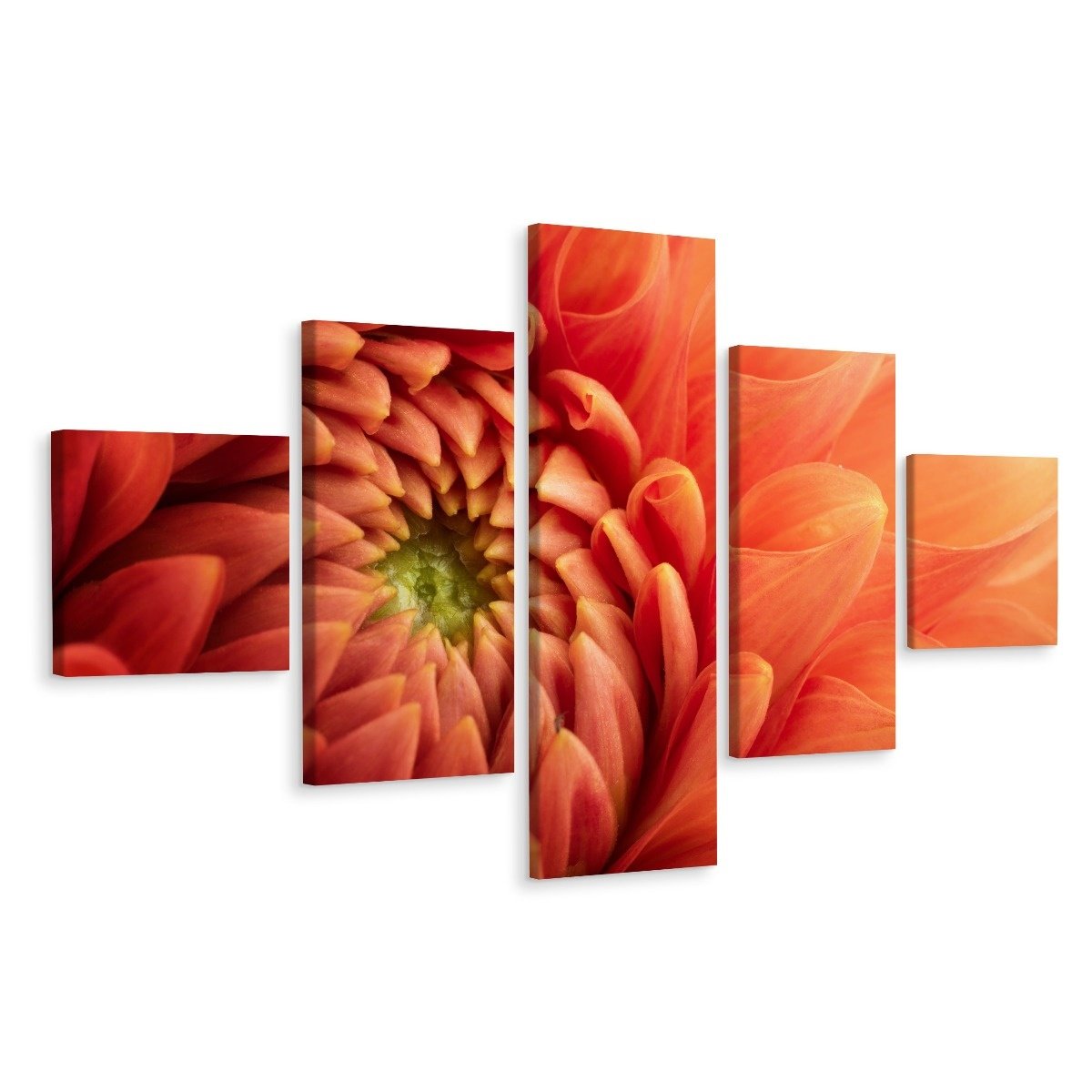 Schilderij - Oranje Chrysant, 5luik, premium print afbeelding