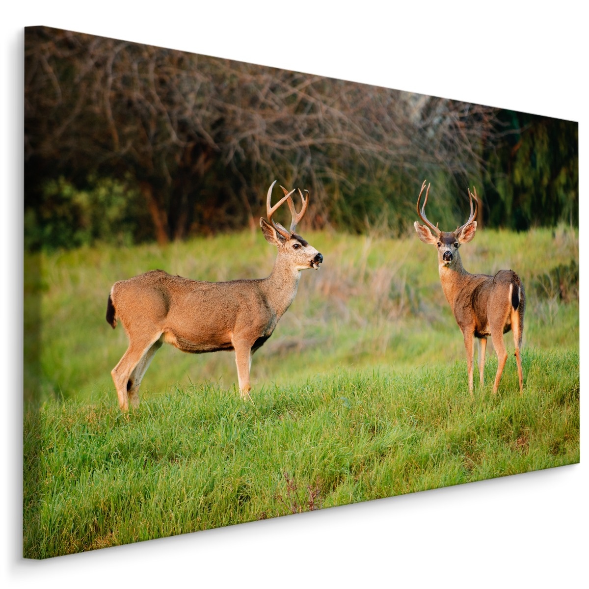 Schilderij - Twee Herten in het Veld, Premium Print afbeelding