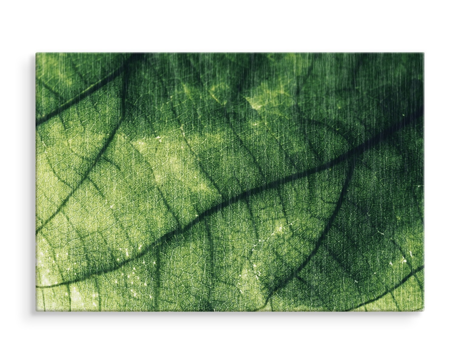 Schilderij - Textuur van een Blad, groen, premium Print afbeelding