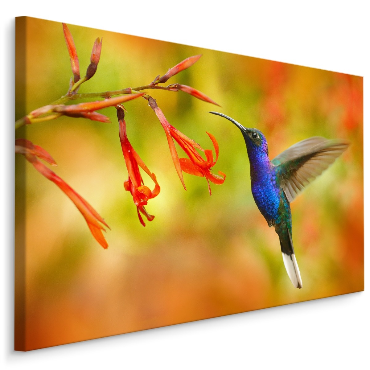 Schilderij - Kolibrie en Bloemen, Multikleur, Premium Print afbeelding