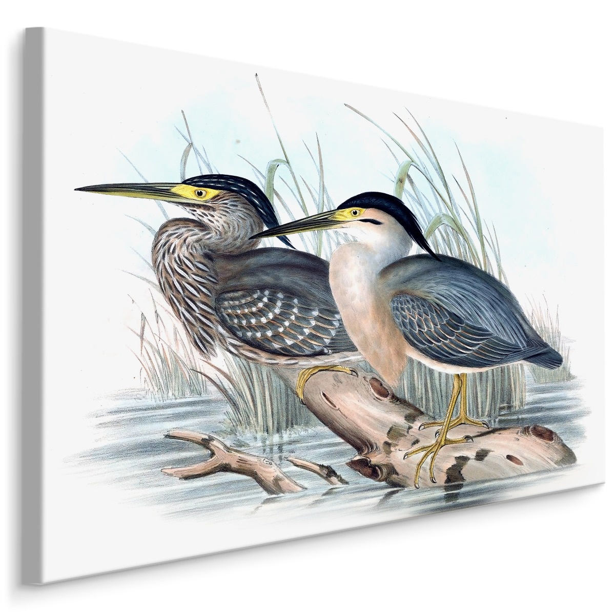 Schilderij - 2 Vogels in het water, Print op Canvas, Premium Print