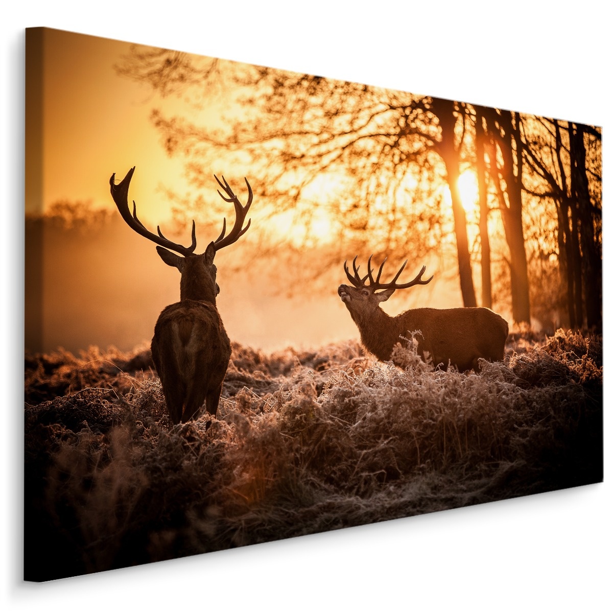 Schilderij - 2 Herten in de Ochtendzon, Premium Print afbeelding