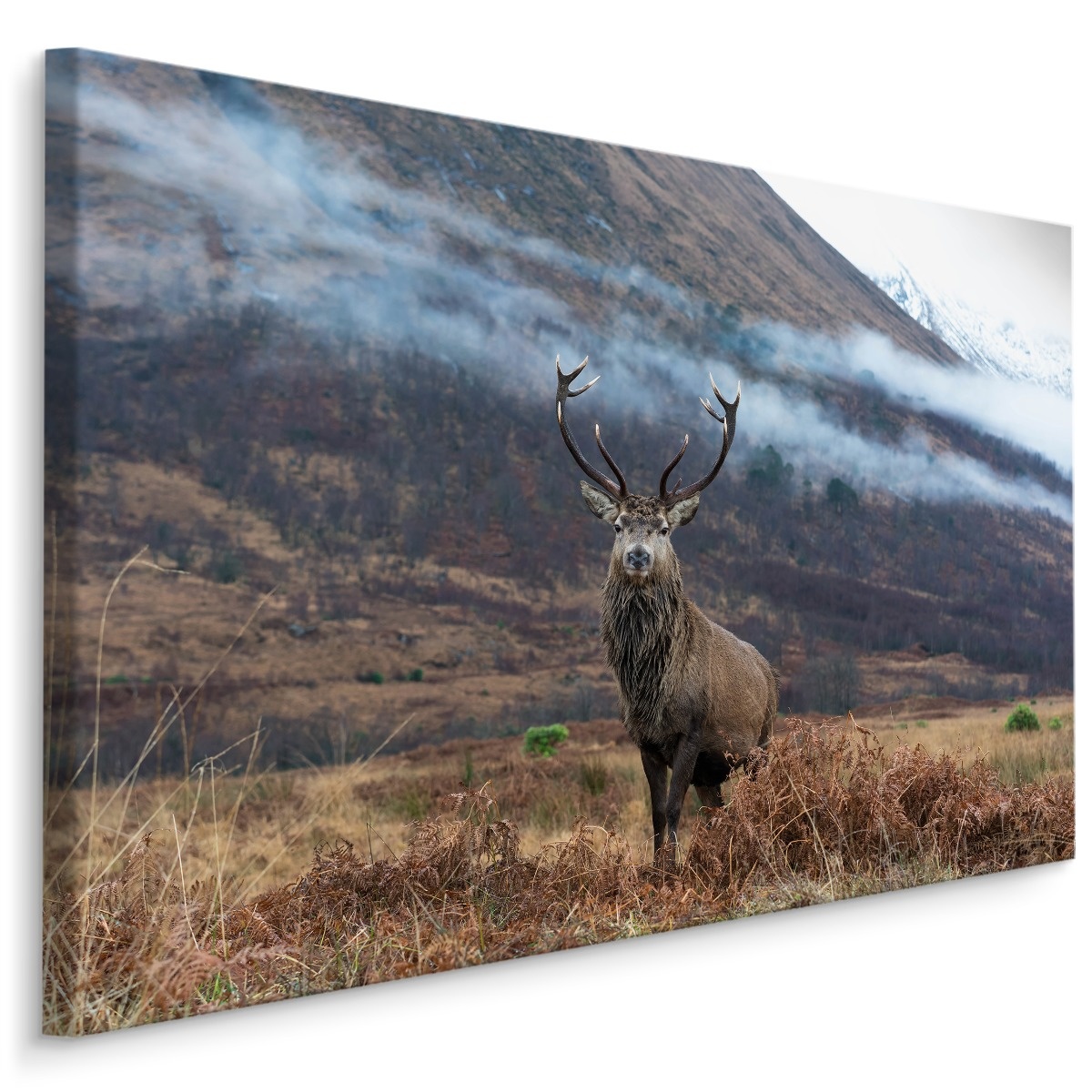 Schilderij - Hert in de Bergen, premium Print afbeelding