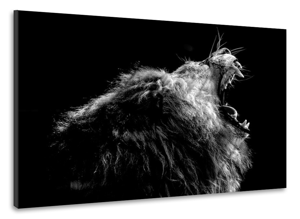 Schilderij - Brullende Leeuw, 100x70cm. Premium print, dieren