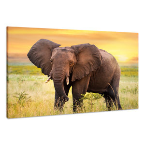 Karo-art Schilderij - Nieuwsgierige Olifant, 100x70cm. Premium print, dieren