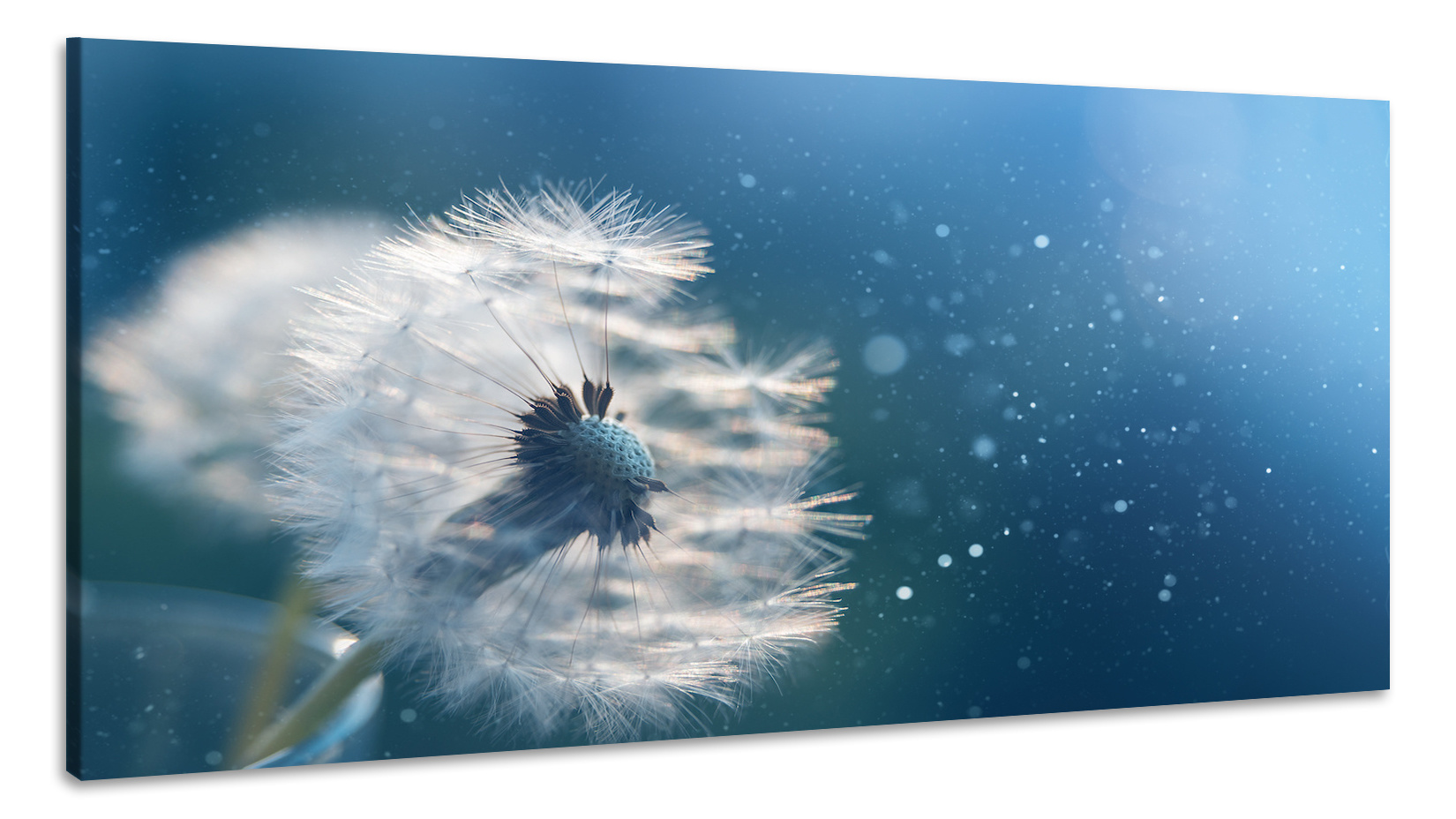 Schilderij - Betoverende Paardenbloem, 100x60cm, premium print afbeelding