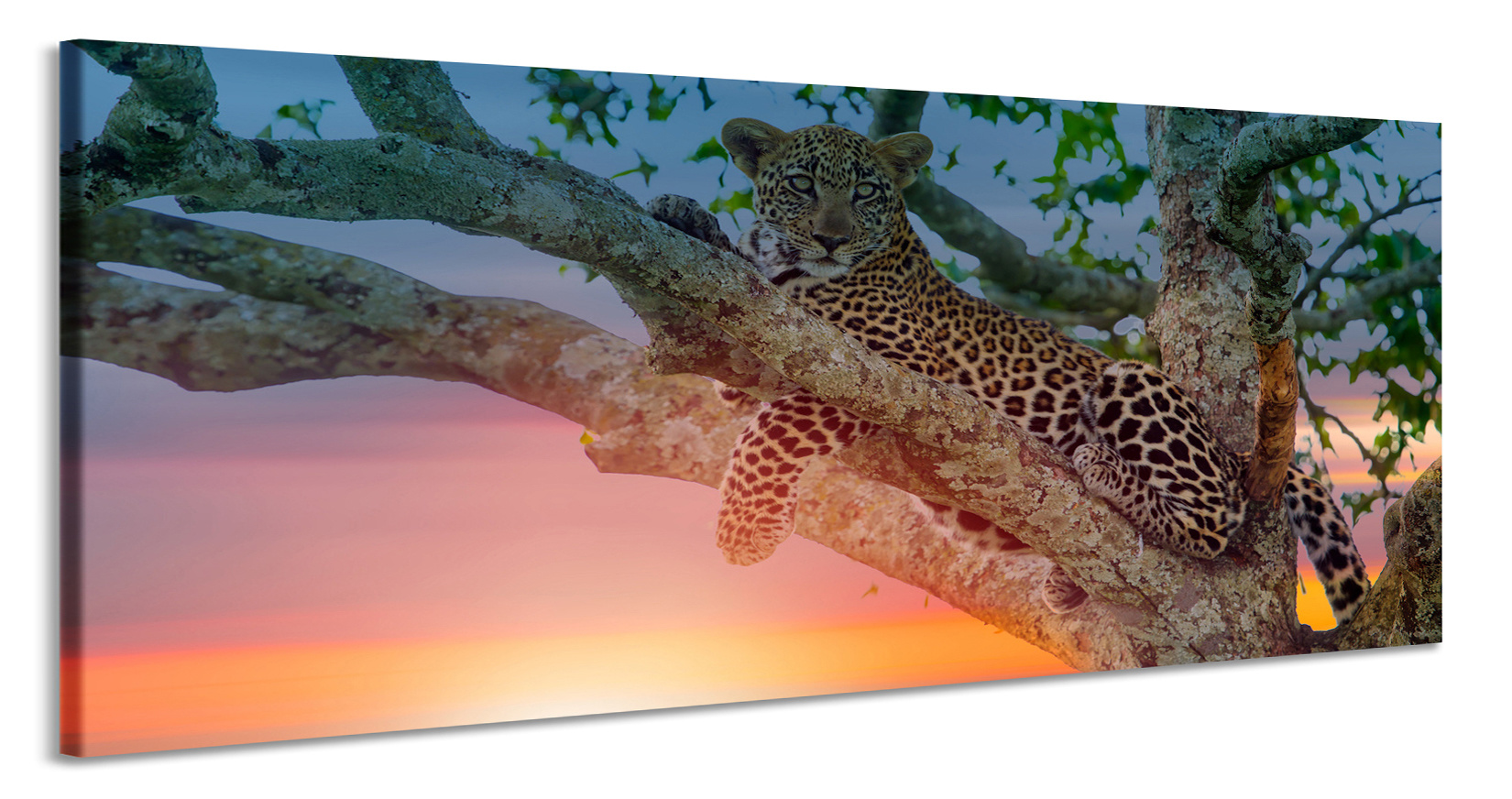 Schilderij -Luipaard in boom, 120x60cm. Wanddecoratie, premium print