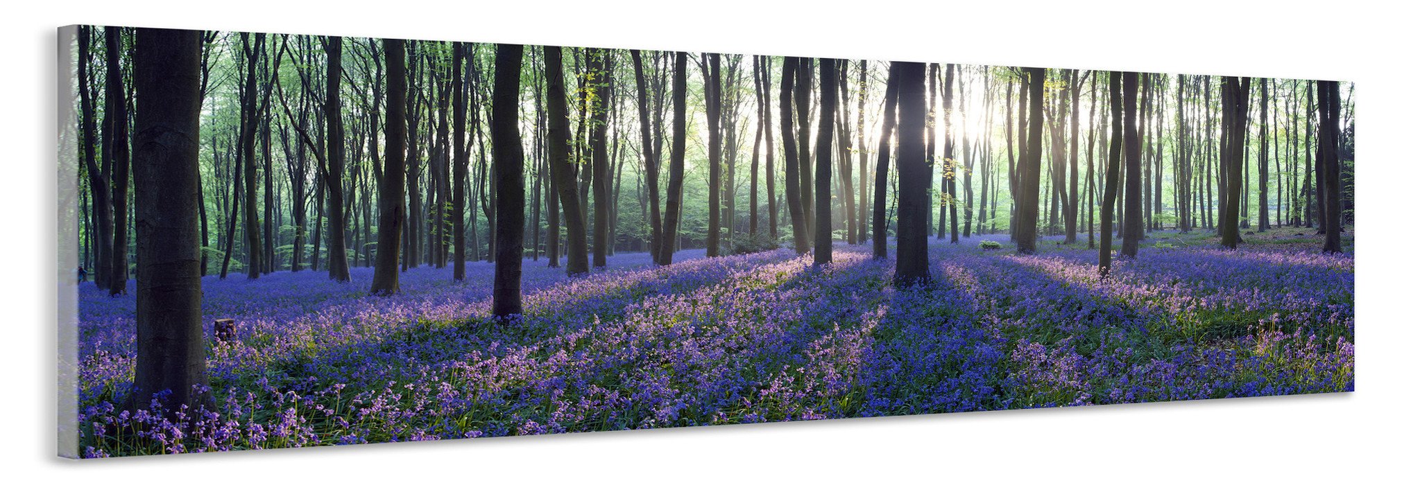 Schilderij -Lavendel in het bos, 120x40cm. Wanddecoratie, premium print afbeelding