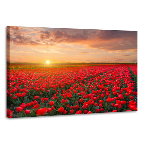 Karo-art Schilderij - Veld vol tulpen, prachtige kleuren, 2 maten