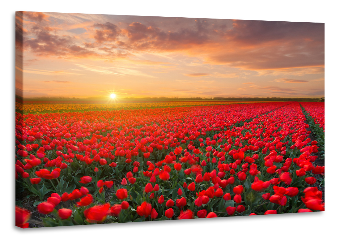 Schilderij - Veld vol tulpen, prachtige kleuren, 2 maten afbeelding
