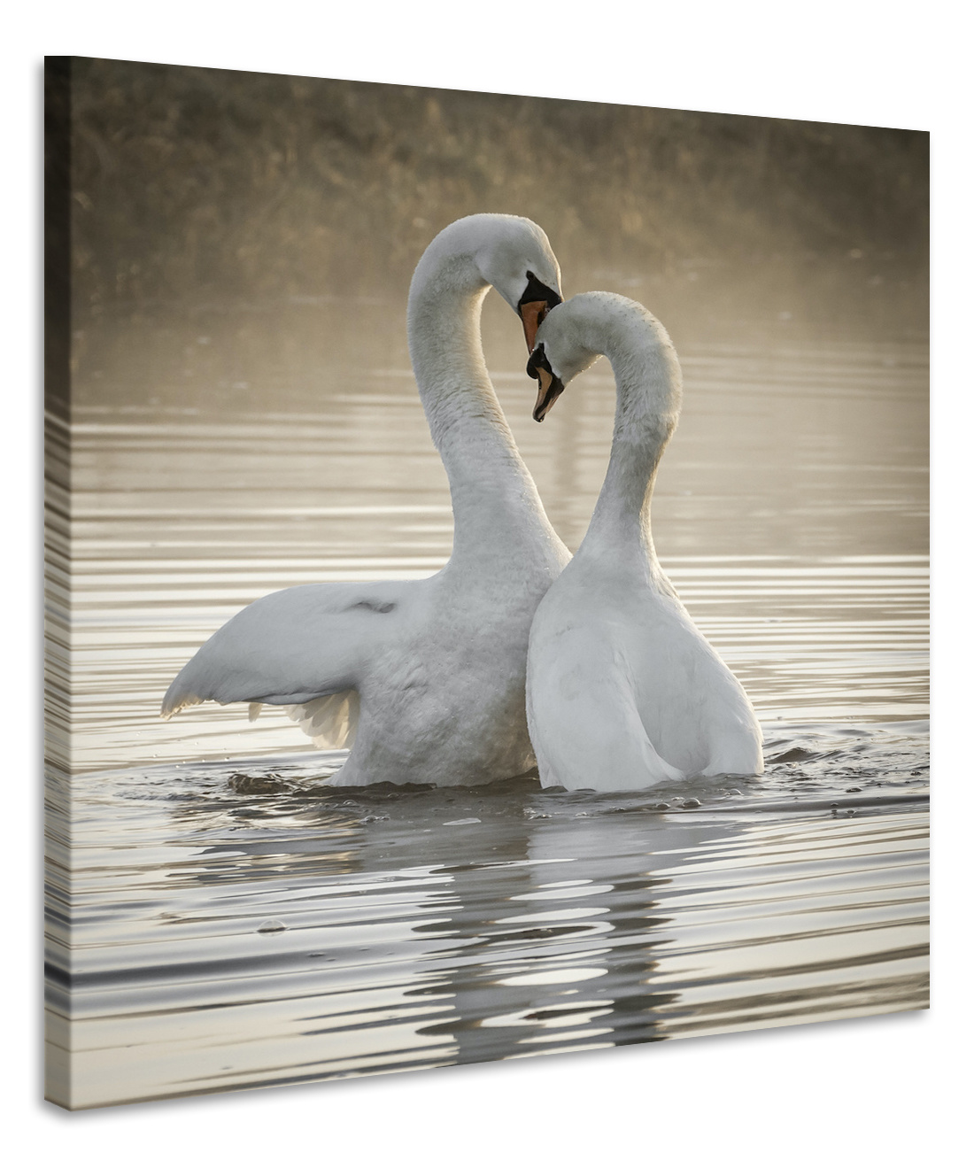 Schilderij - Zwanen liefde , 2 maten, Premium print afbeelding