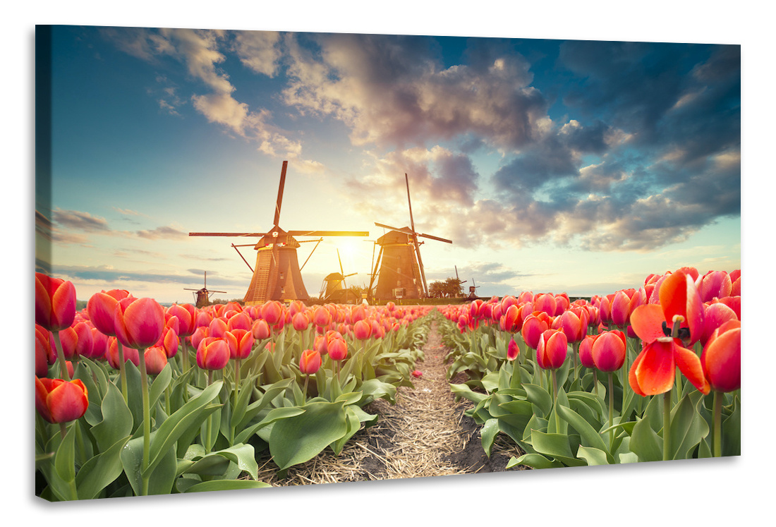 Schilderij - Tulpen en molens, 2 maten, Premium print, Hollands landschap afbeelding