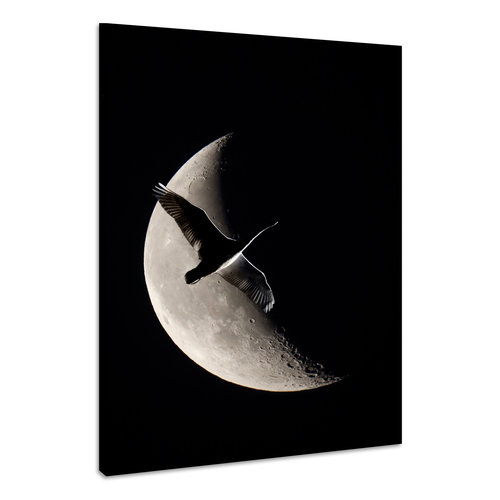 Karo-art Schilderij - Zwaan en Maan, zwart/wit, Premium Print, Eyecatcher