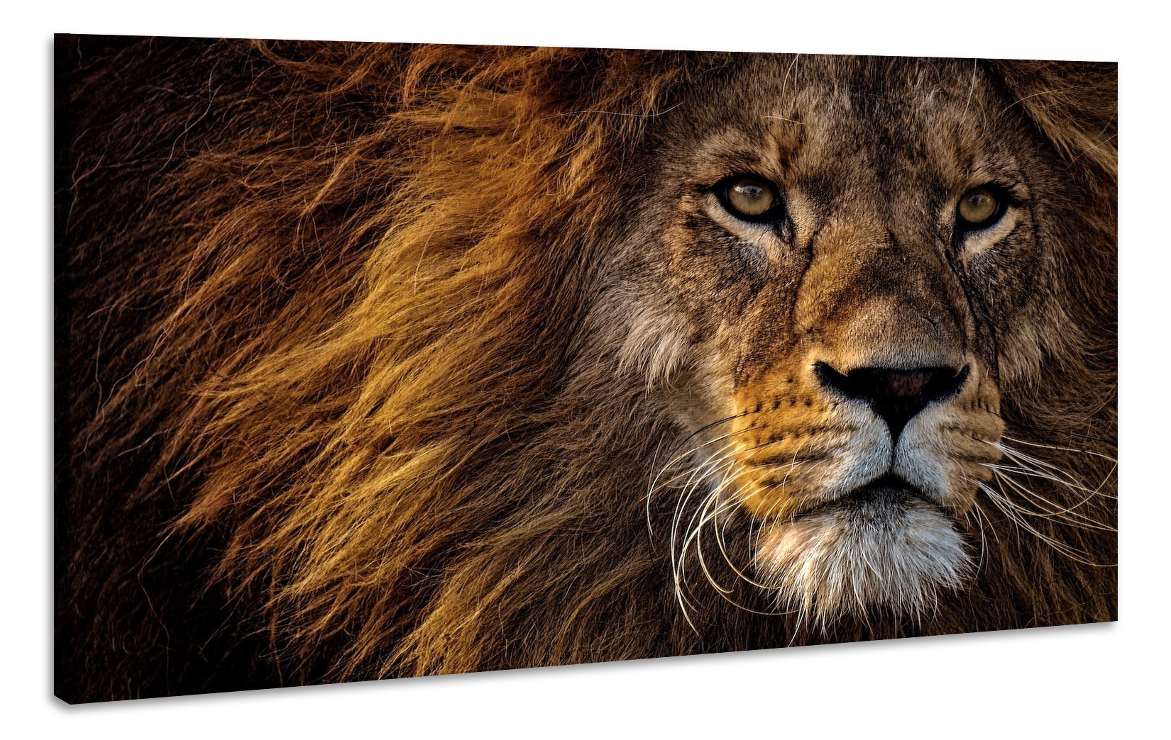 Schilderij - Leeuw in Close-up, wanddecoratie, Premium Print afbeelding