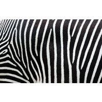 Karo-art Schilderij - Zebra Strepen, zwart/wit, Premium print