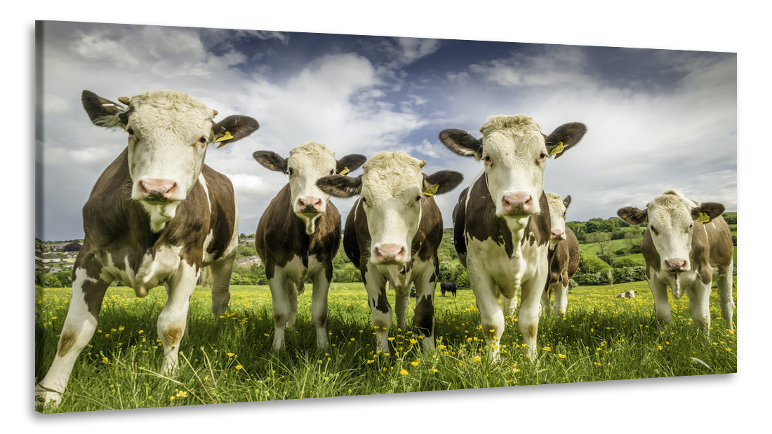 Schilderij - Koeien op een rij, 100x50, Premium print afbeelding