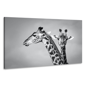 Karo-art Schilderij - Giraffen zwart-wit,  2 maten, Premium print