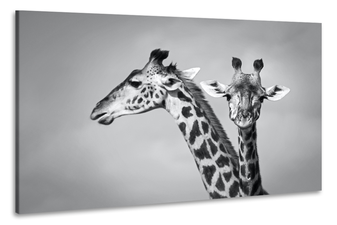 Schilderij - Giraffen zwart-wit, 2 maten, Premium print afbeelding