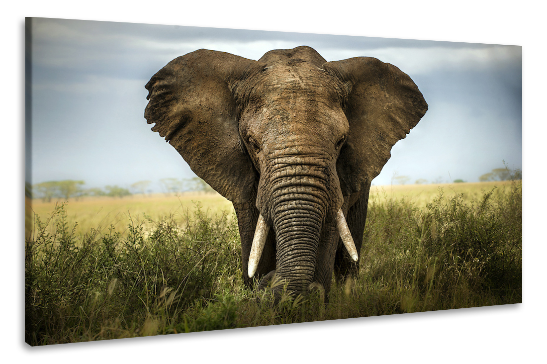 Schilderij - Olifant close-up, 2 maten, Premium print afbeelding