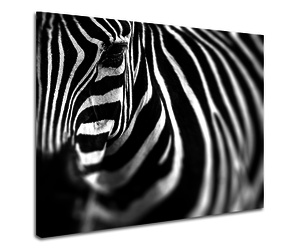 Afleiden envelop Leed Schilderij - Zebra close up , premium print, 3 maten - Karo-art VOF