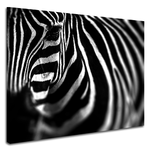 Karo-art Schilderij - Zebra close up , premium print, 3 maten