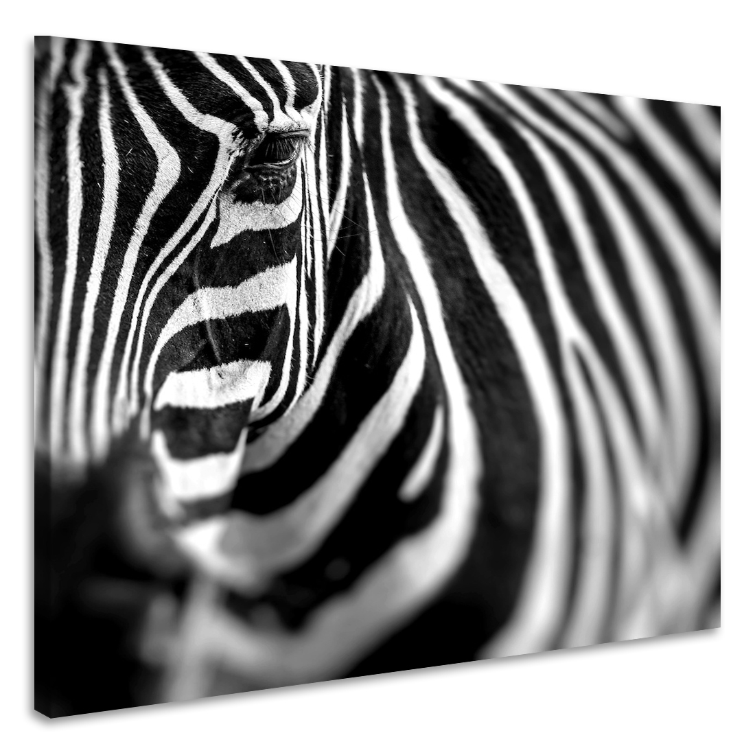 Schilderij - Zebra close up , premium print, 3 maten afbeelding