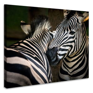 Karo-art Schilderij - Zebra's , premium print, 3 maten