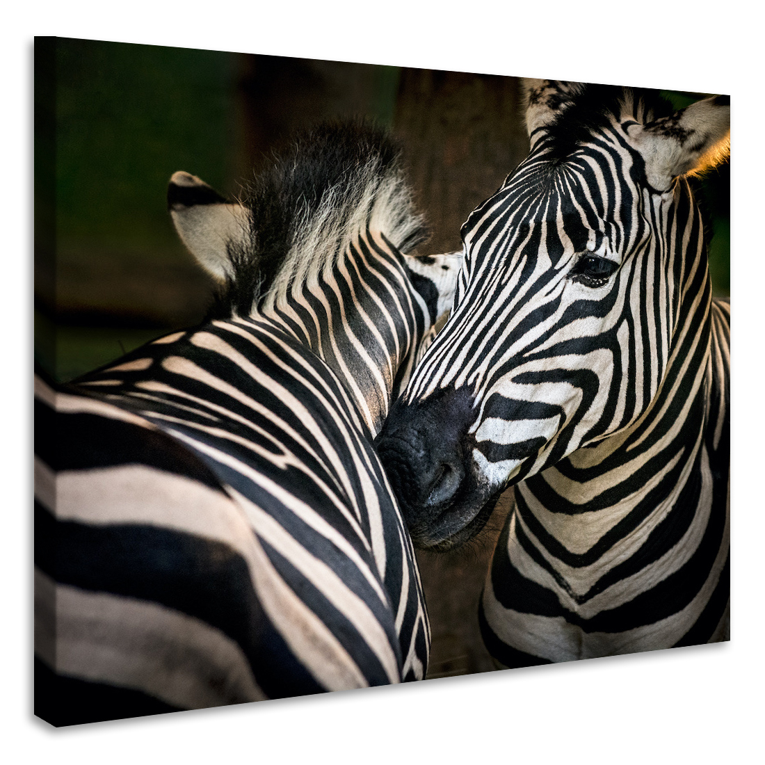 Schilderij - Zebra&apos;s , premium print, 3 maten afbeelding