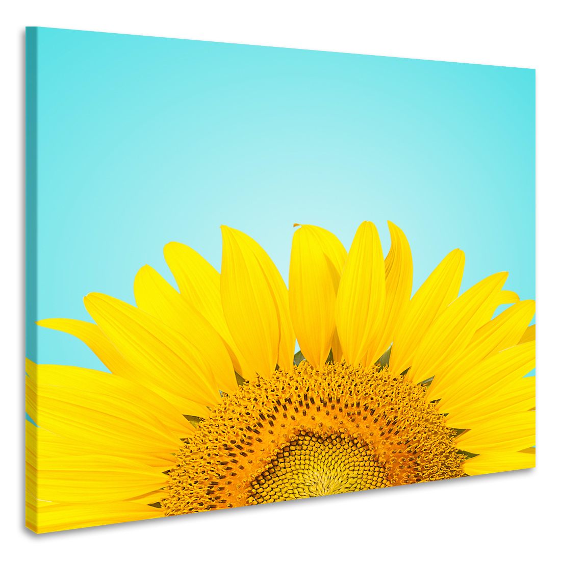 Schilderij - Zonnebloem , premium print, 3 maten afbeelding