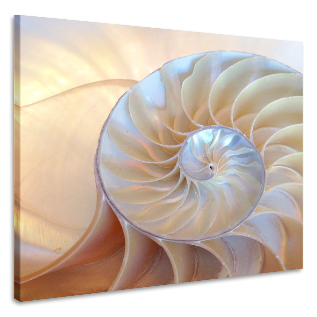 Schilderij - Binnenkant schelp , 3 Maten, Premium print afbeelding