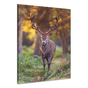 Karo-art Schilderij - Hert in het bos, Natuur , 2 Maten, Premium print