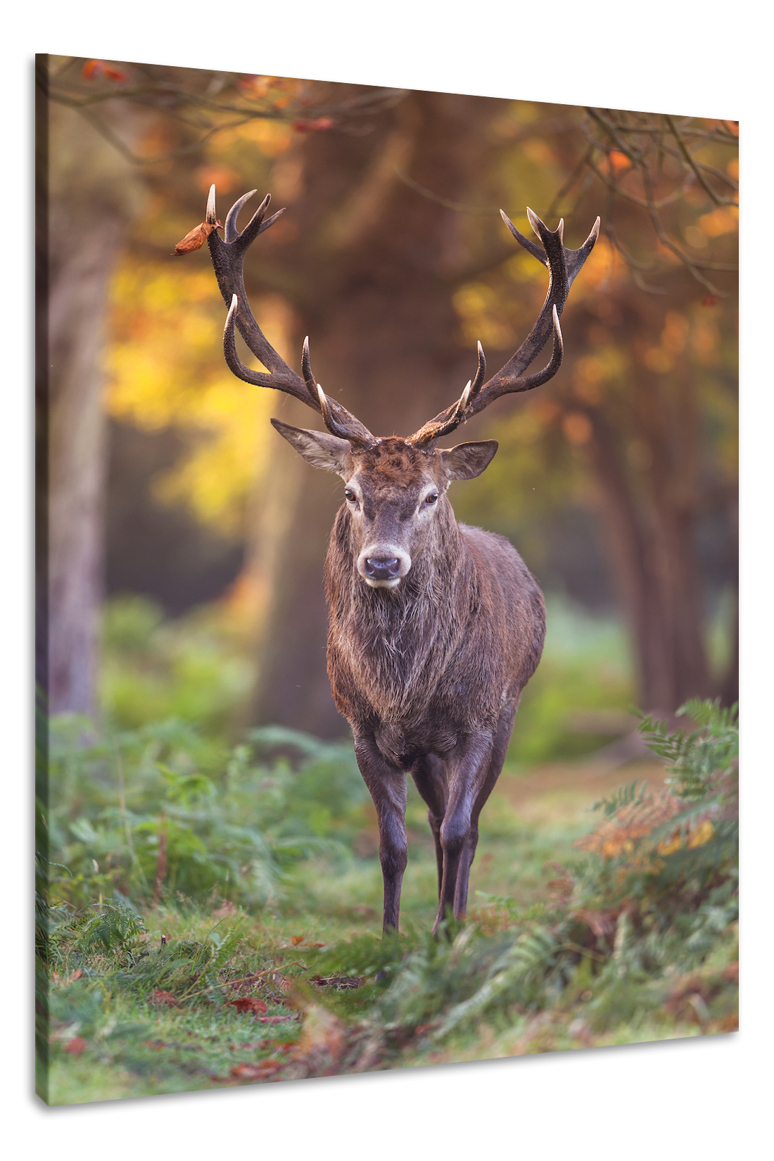 Schilderij - Hert in het bos, Natuur , 2 Maten, Premium print