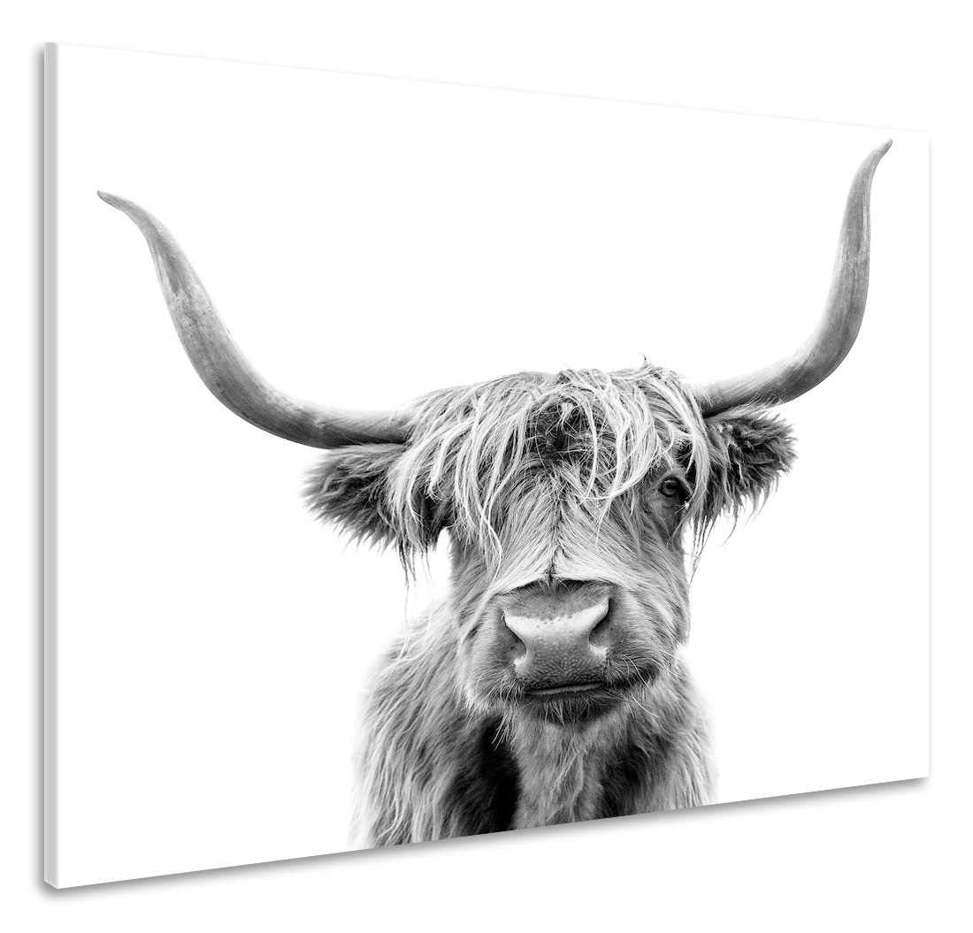 Schilderij - Hoogland koe, 3 Maten, Premium print afbeelding