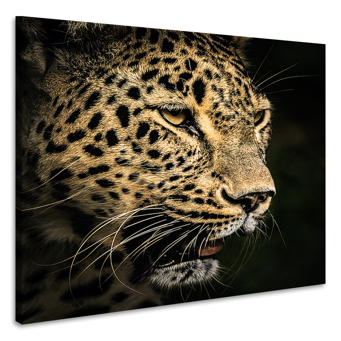 Schilderij - Luipaard, 3 maten, premium print, wanddecoratie afbeelding