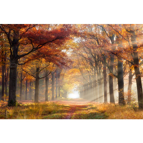 Karo-art Schilderij - Herfstpad, Prachtige doorgang door het Bos, Premium Print, Wanddecoratie