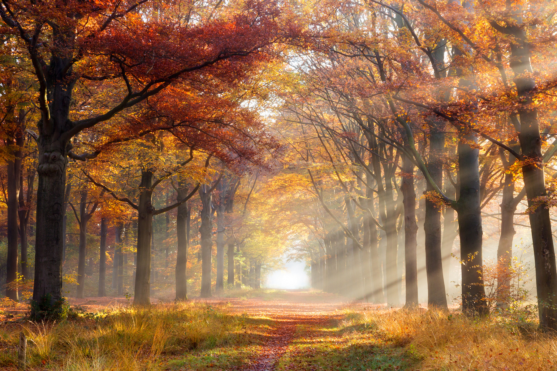 Schilderij - Herfstpad, Prachtige doorgang door het Bos, Premium Print, Wanddecoratie afbeelding