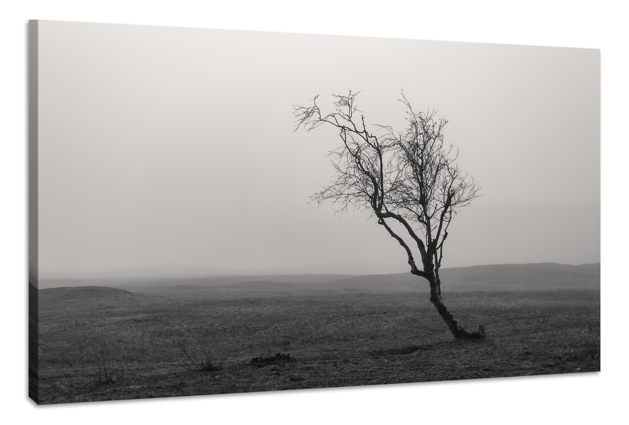 Schilderij - Eenzame Boom in zwart/wit, Premium Print, Wanddecoratie afbeelding