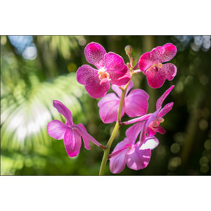 Fotobehang - Prachtige Orchidee, sierraad voor aan de muur,  in 11 maten te koop, incl behanglijm