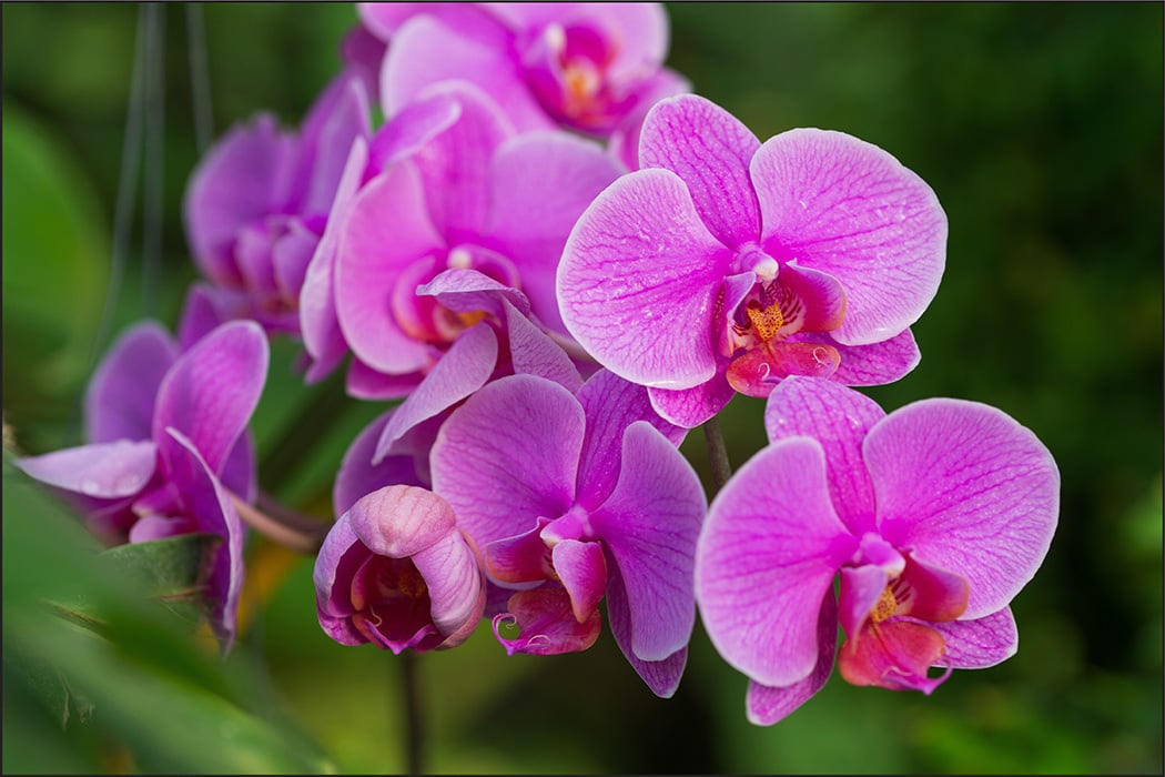 Photo wallpaper Orchid Blossoms 3D Non-woven 90 x 60 cm FT-748-VE90-60