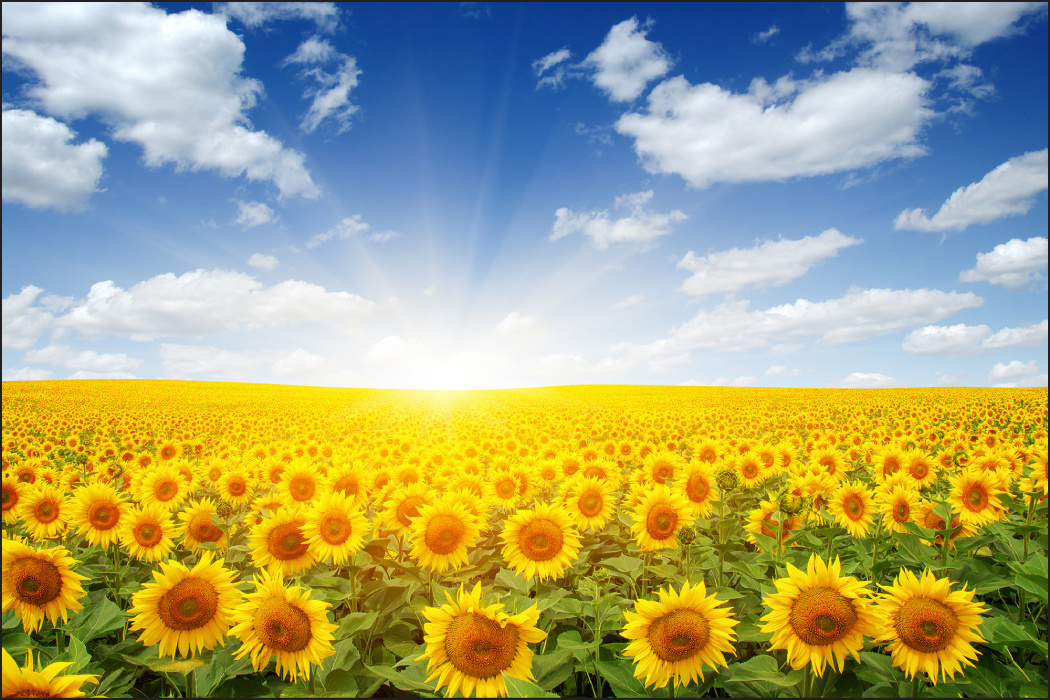 Photo wallpaper Field of Blooming Sunflowers Non-woven 90 x 60 cm FT-938-VE90-60