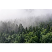 Fotobehang - Bomen in de mist, Bos, 11 maten, Premium Print, inclusief behanglijm