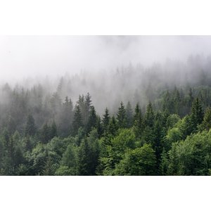 Fotobehang - Bomen in de mist, Bos, groen/grijs, Vinyl behang, 11 maten, Premium Print, inclusief behanglijm, eenvoudig aan te brengen