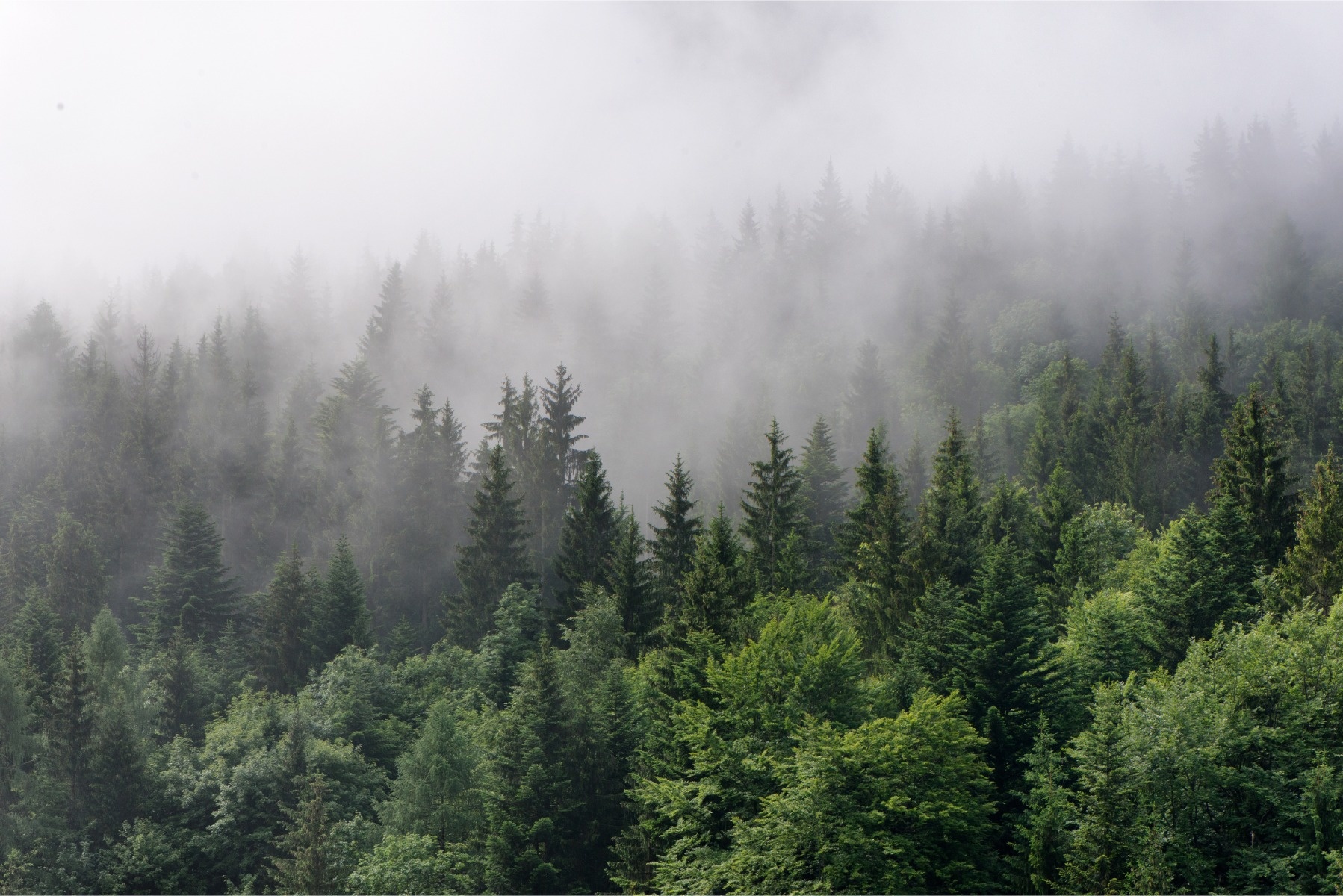 Fotobehang - Bomen in de mist, Bos, groen/grijs, Vinyl behang, 11 maten, Premium Print, inclusief behanglijm, eenvoudig aan te brengen afbeelding