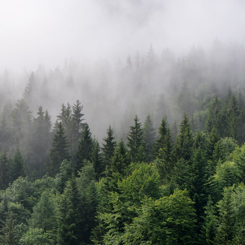 Fotobehang - Bomen in de mist, Bos, groen/grijs, Vinyl behang, 11 maten, Premium Print, inclusief behanglijm, eenvoudig aan te brengen