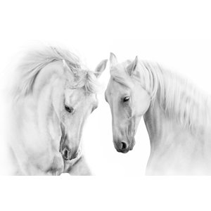 Fotobehang - Twee Schimmels, Paarden, zwart/wit, premium print, inclusief behanglijm