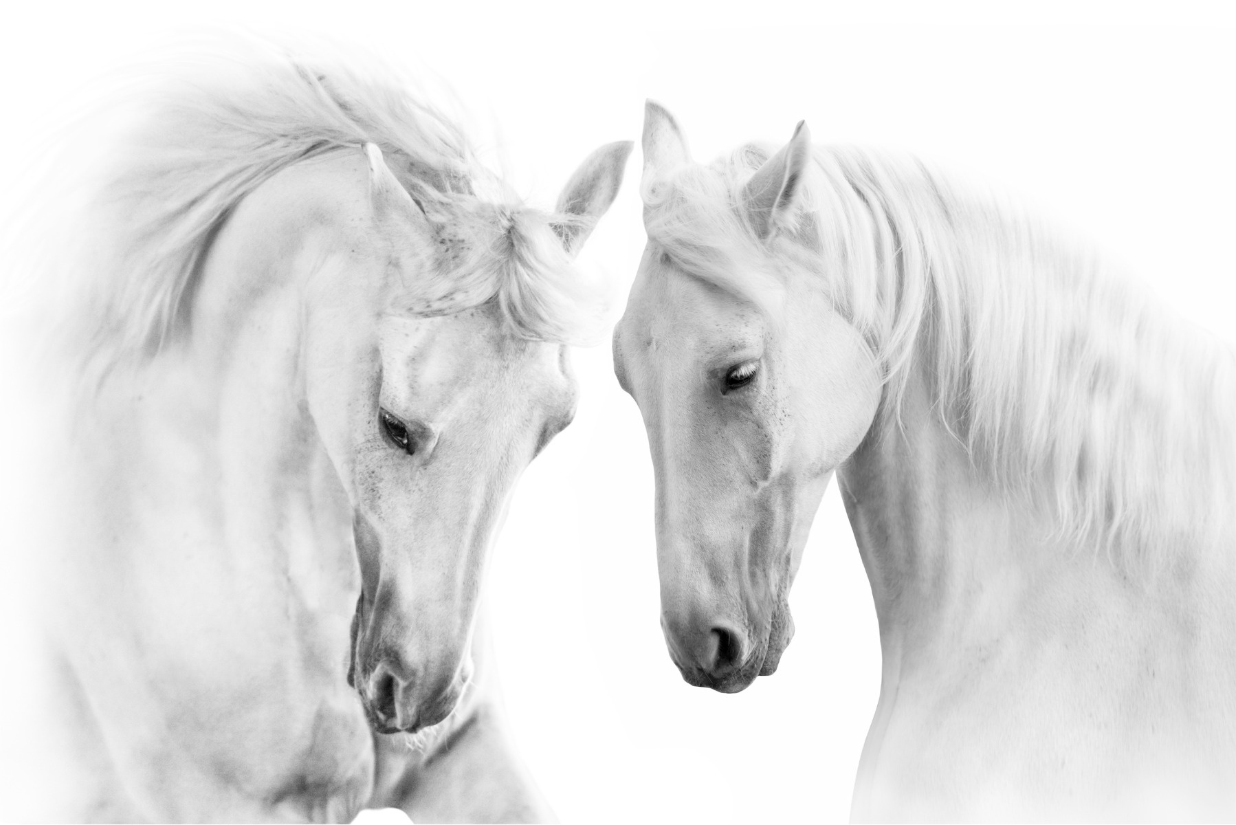 Fotobehang - Twee Schimmels, Paarden, zwart/wit, premium print, inclusief behanglijm afbeelding