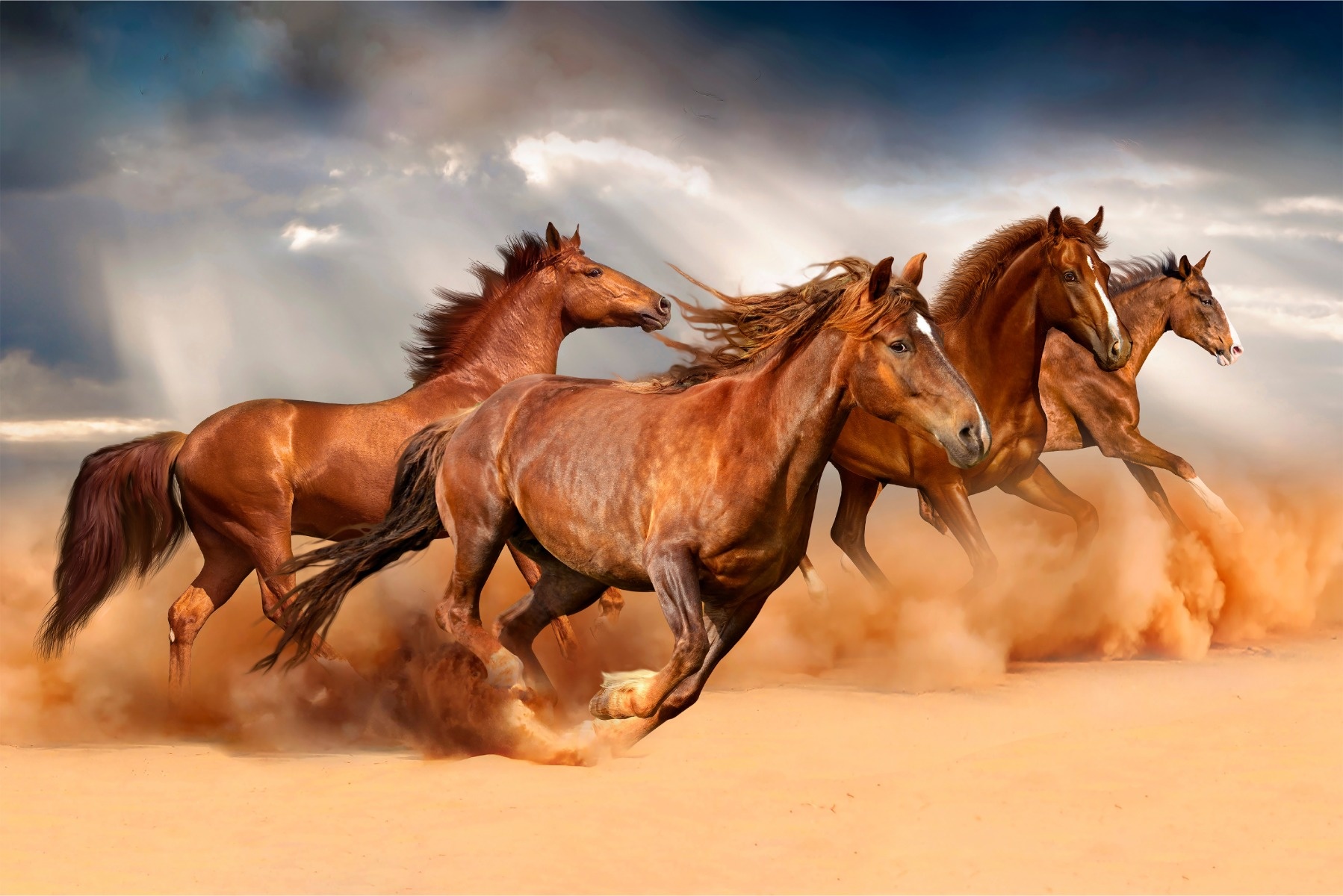 Fotobehang - Galopperende Paarden in de Woestijn, 11 maten, premium print, inclusief behanglijm afbeelding
