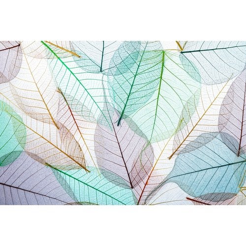 Fotobehang - Kleurrijke doorschijnende bladeren, 11 maten, Mooie lichte kleuren, inclusief behanglijm