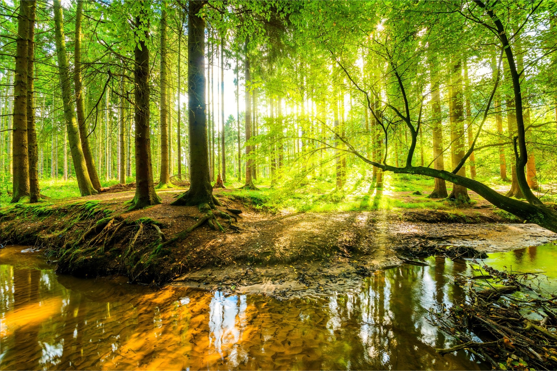 Fotobehang - Mooi boslandschap in de lente, 11 maten, verwen je muren, incl behanglijm, Premium Prin