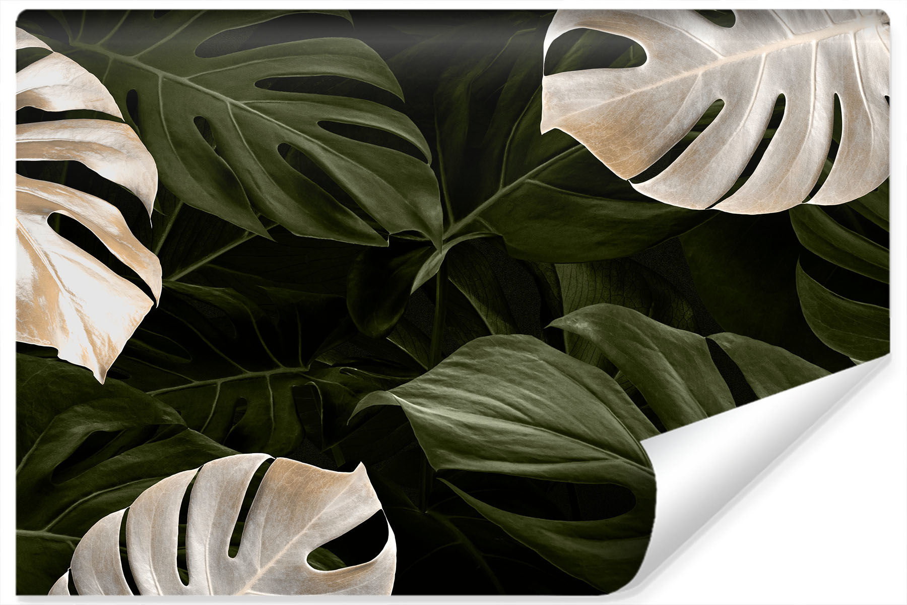 Fotobehang - Wit en groene monstera bladeren, premium print, inclusief behanglijm afbeelding